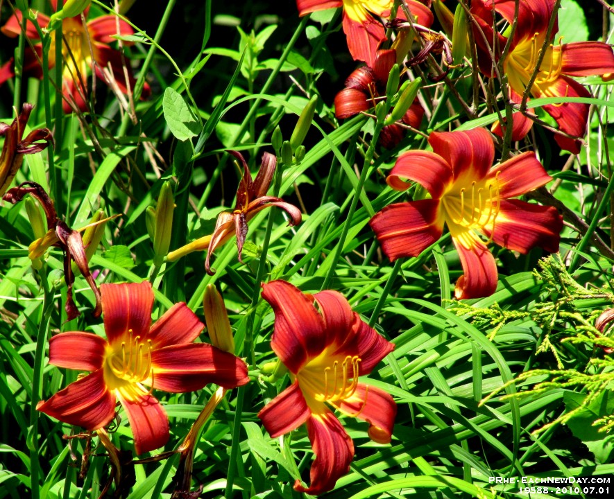 19588CrL - Canada Day with the Rehobs